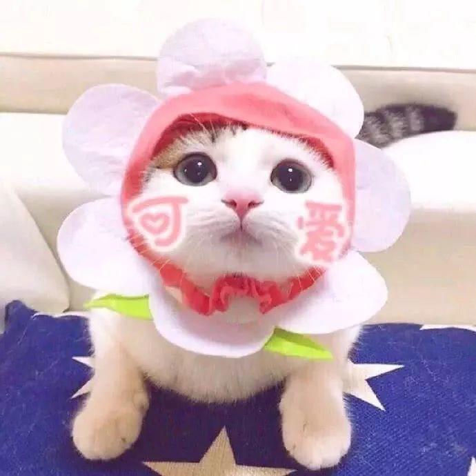 2020抖音最火的情侶頭像！超甜蜜，狂撒狗糧！