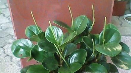 豆瓣綠的養(yǎng)殖方法和注意事項