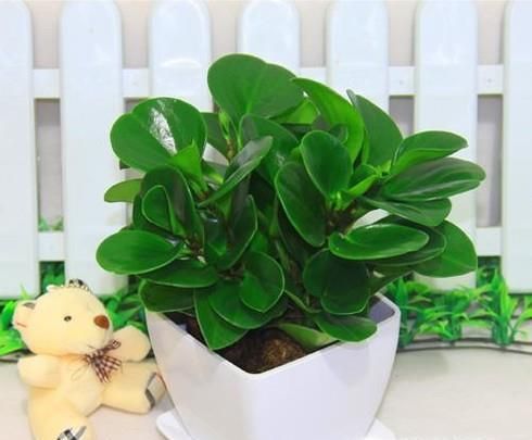 豆瓣綠的養(yǎng)殖方法和注意事項