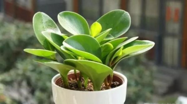 豆瓣綠的養(yǎng)殖方法和注意事項