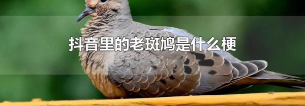 抖音里的老斑鳩是什么梗
