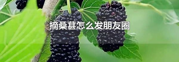 摘桑葚怎么發朋友圈