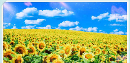 美圖秀秀設計向日葵明信片步驟分享