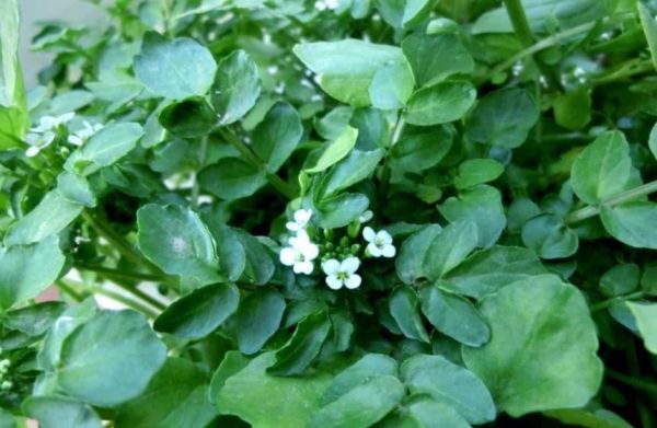 豆瓣菜經(jīng)常食用它的好處？