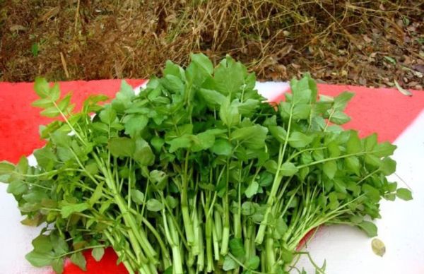 豆瓣菜經(jīng)常食用它的好處？