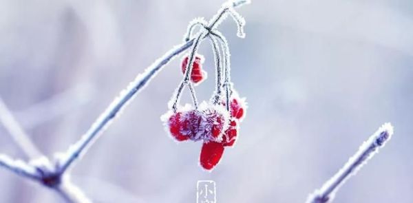 又是一年小寒日,小寒詩詞你可知?朋友圈文案有著落了