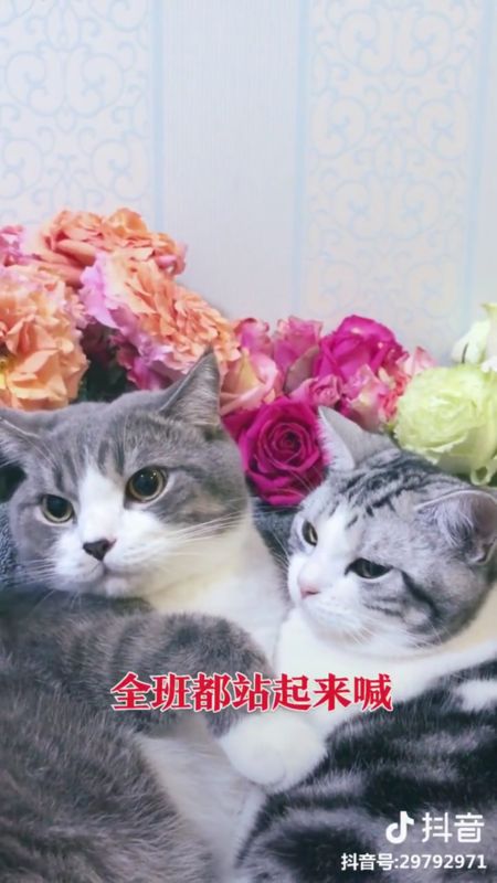 抖音全屏設置在哪