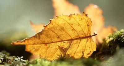 重陽遙寄短信表想念，點點滴滴都是情！