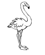 qq畫(huà)圖紅包火烈鳥(niǎo)怎么畫(huà)?QQ畫(huà)圖紅包火烈鳥(niǎo)畫(huà)法分享