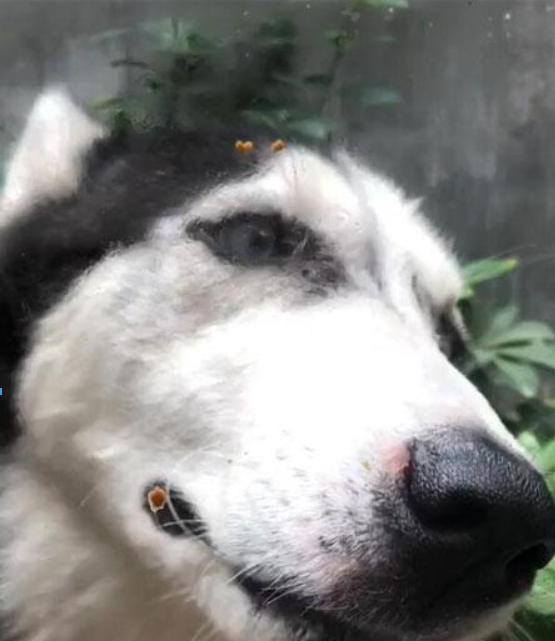 抖音狗舔屏高清動態壁紙什么樣？抖音狗舔屏高清動態壁紙詳情介紹！