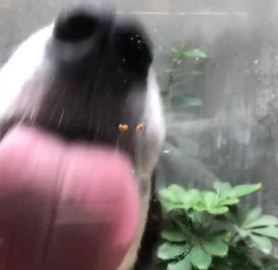 抖音狗舔屏高清動態壁紙什么樣？抖音狗舔屏高清動態壁紙詳情介紹！