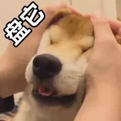 抖音我想盤他表情包有哪些 抖音我想盤他表情包介紹