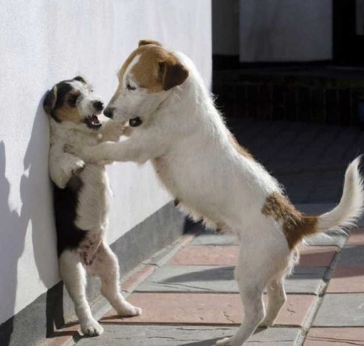 抖音我要把你摁在墻上親表情包是什么？抖音我要把你摁在墻上親表情包介紹！