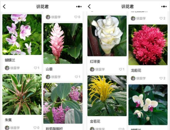 微信app小程序中的識花君怎么用？微信app小程序中的識花君用法介紹！