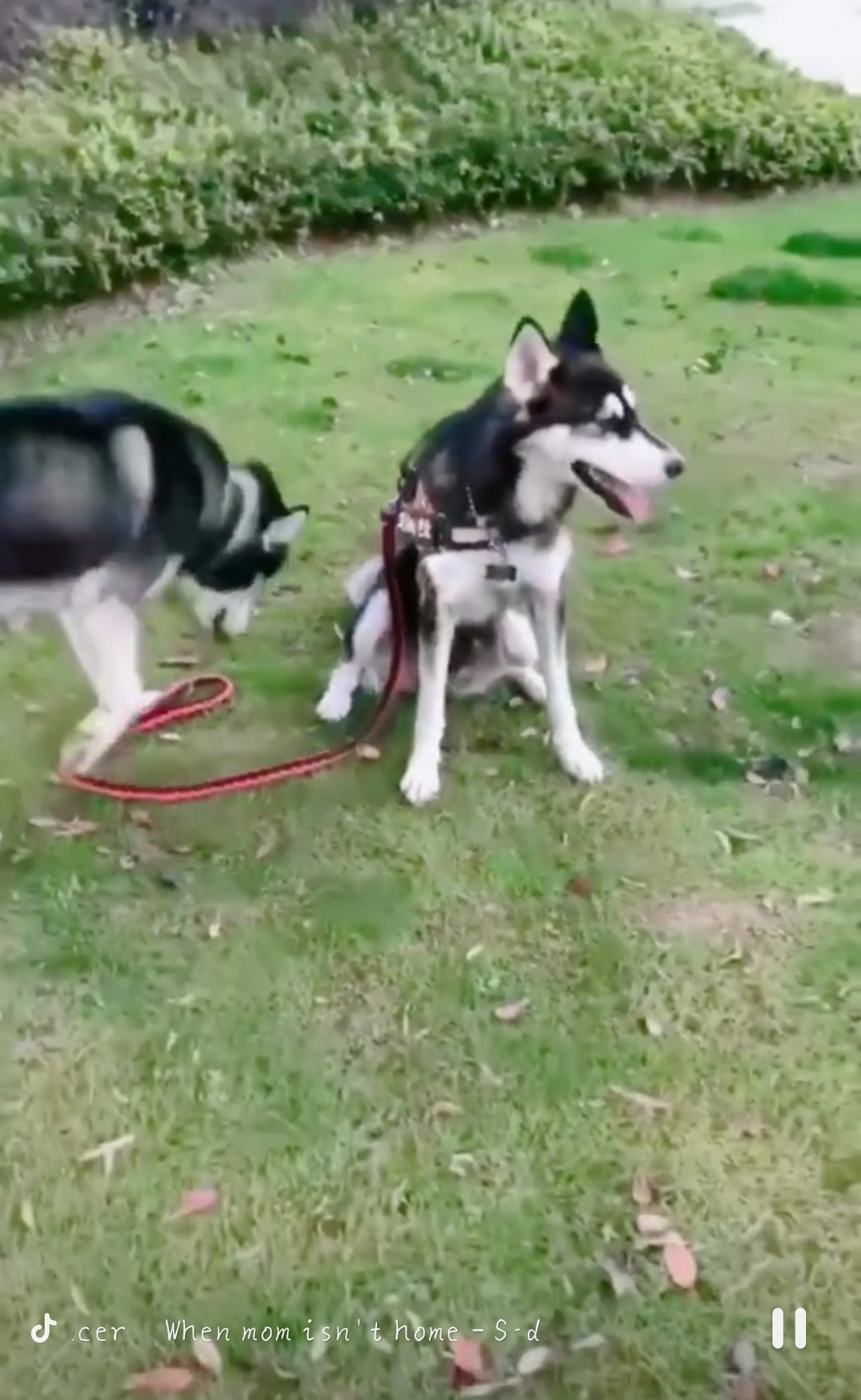 抖音萬物皆可拴二哈是什么梗 抖音萬物皆可拴二哈介紹