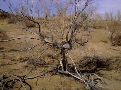 支付寶螞蟻森林環保證書有好處嗎 螞蟻森林環保證書有哪些用