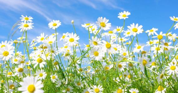 淘寶花唄短信如何開通? 淘寶花唄短信提示開通教程解答!