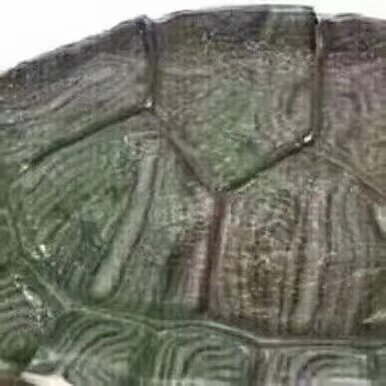 抖音很火的烏龜六張圖怎么玩?