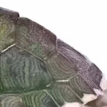 抖音很火的烏龜六張圖怎么玩?