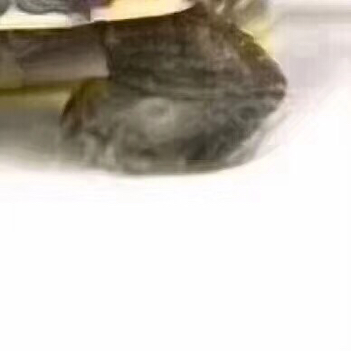 抖音上人頭烏龜身圖片六宮格拼圖怎么玩 人頭烏龜身圖分享