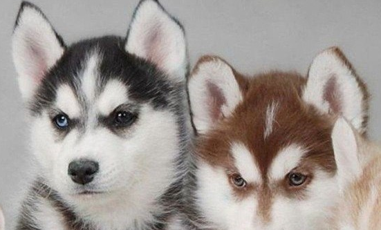 windows10電腦沒聲音了如何恢復(fù)