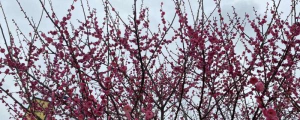 梅花開了怎么發(fā)朋友圈 梅花開了發(fā)朋友圈