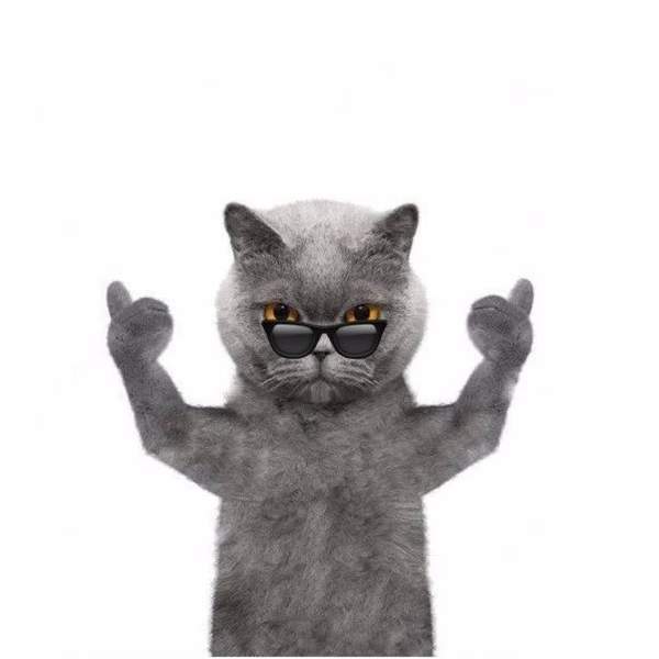 【抖音后裔射日圖+霸氣貓】原圖高清版分享