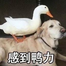 【抖音網(wǎng)紅比心鴨子表情包】比心鴨子高清無水印圖片分享