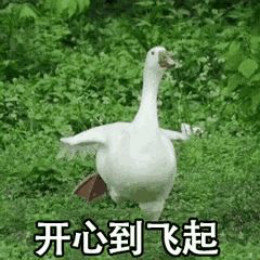 【抖音網(wǎng)紅比心鴨子表情包】比心鴨子高清無水印圖片分享