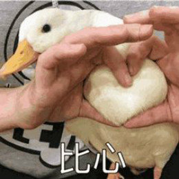 【抖音網(wǎng)紅比心鴨子表情包】比心鴨子高清無水印圖片分享