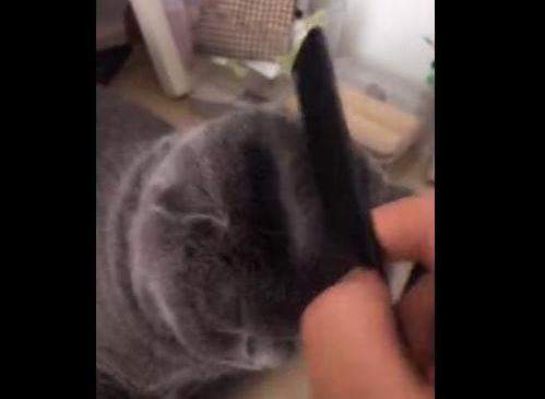 【抖音你讓我做大哥我教你梳中分什么梗】出處內(nèi)涵