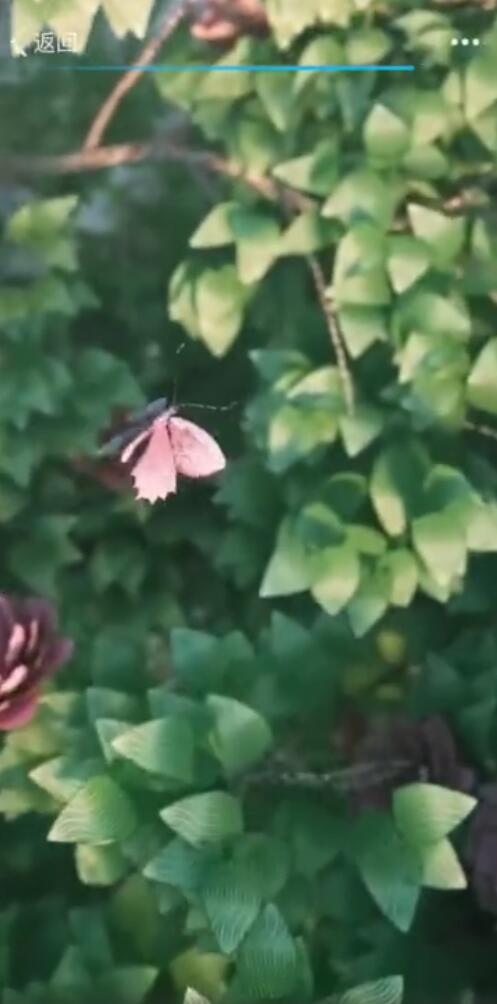 抖音掃描人民幣變鳳凰怎么拍?具體方法介紹