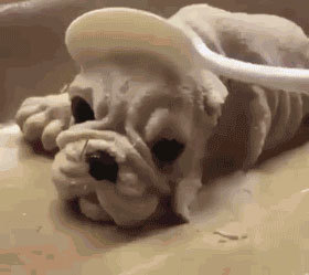 抖音黑狗蛋糕目瞪口呆表情包分享【高清無水印】