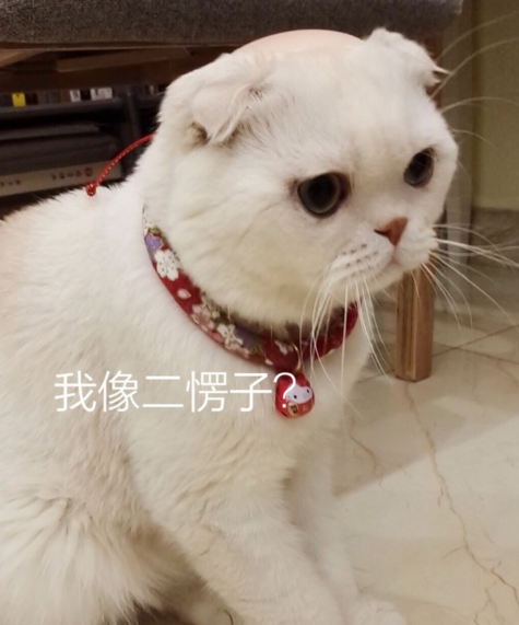 抖音粉絲最多的是誰 2018年抖音人氣排行榜單一覽