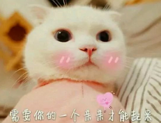 抖音喵喵喵貓咪表情包高清無水印圖片分享！