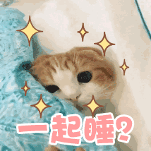 【抖音貓咪哄老公】超萌哄老公無水印表情包