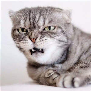 抖音社會貓表情包無水印圖片