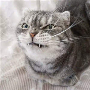 抖音社會貓表情包無水印圖片