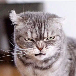 抖音社會貓表情包無水印圖片大全【多圖】