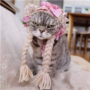 抖音社會貓表情包無水印圖片大全【多圖】