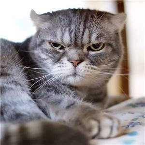 抖音社會貓表情包無水印圖片大全【多圖】