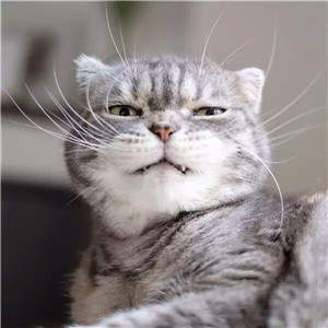 抖音社會貓表情包無水印圖片大全【多圖】