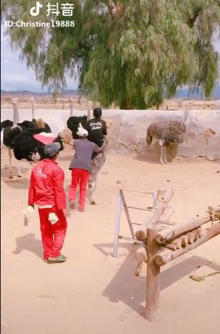 抖音騎鴕鳥(niǎo)賽跑背景音樂(lè)是什么？背景音樂(lè)分享