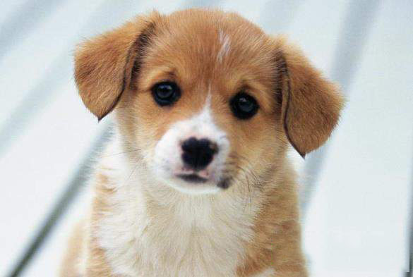 抖音狗狗哈哈舞是什么?音樂介紹