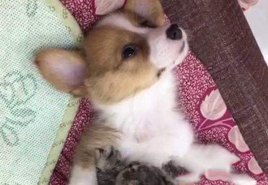 抖音狗狗哈哈舞是什么?音樂介紹