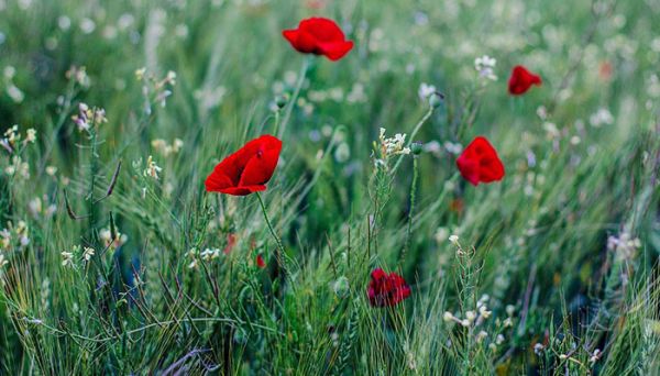 適合各種心情的句子  適合發朋友圈的句子