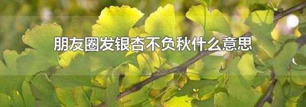 朋友圈發銀杏不負秋什么意思