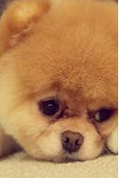 js實現3D旋轉相冊