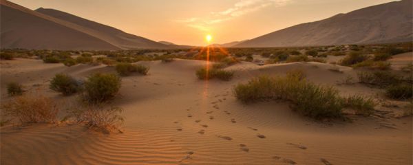 檸條需要多少能量 螞蟻森林檸條需要多少能量