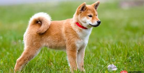 node.js - mongo insert一條記錄，但某些數據未插入